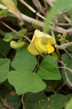 ノアズキ(野小豆)