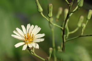 アキノノゲシ(秋の野芥子)