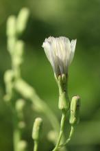 アキノノゲシ(秋の野芥子)