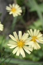 アキノノゲシ(秋の野芥子)