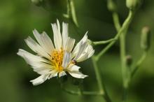 アキノノゲシ(秋の野芥子)