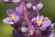 ヤブラン(薮蘭)