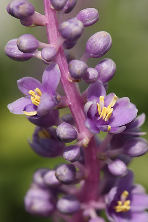 ヤブラン(薮蘭)