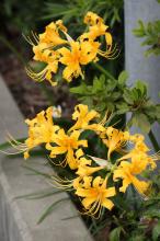 ショウキズイセン(鍾馗水仙)