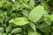 ソケイノウゼン(素馨凌霄花)