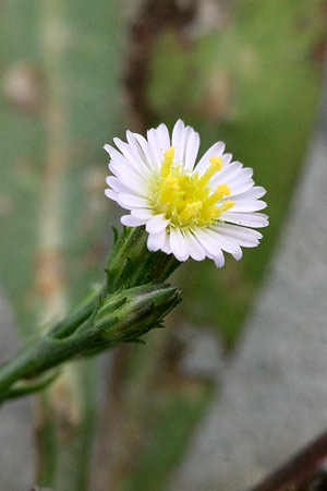 ヒロハホウキギク(広葉箒菊)
