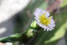 ヒロハホウキギク(広葉箒菊)