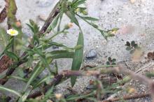 ヒロハホウキギク(広葉箒菊)