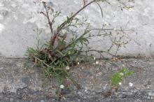 ヒロハホウキギク(広葉箒菊)