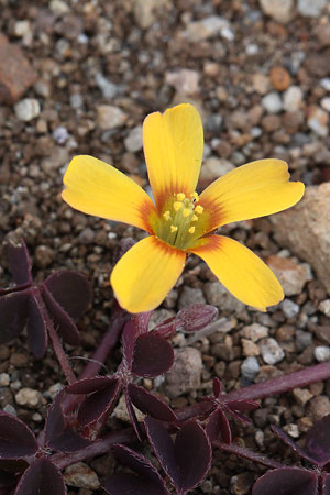 アカカタバミ(赤片喰)