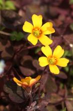 アカカタバミ(赤片喰)