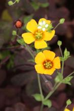 アカカタバミ(赤片喰)