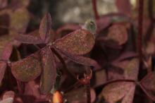 アカカタバミ(赤片喰)