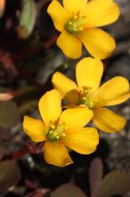 アカカタバミ(赤片喰)