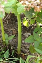 ショウキズイセン(鍾馗水仙)