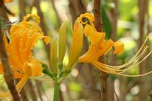 ショウキズイセン(鍾馗水仙)