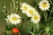 アキノノゲシ(秋の野芥子)