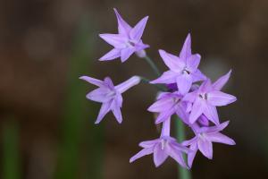 ルリフタモジ(瑠璃二文字)