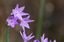 ルリフタモジ(瑠璃二文字)