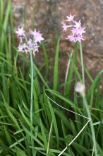 ルリフタモジ(瑠璃二文字)