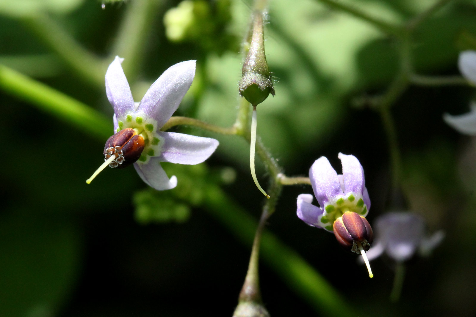 お花の写真集 ヒヨドリジョウゴ 鵯上戸