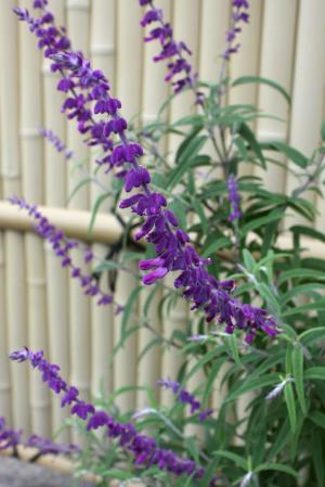 サルビア・レウカンサ