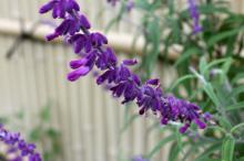 サルビア・レウカンサ