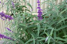 サルビア・レウカンサ