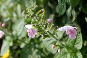 サルビア・コクシネア