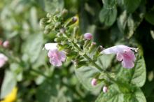 サルビア・コクシネア