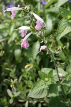 サルビア・コクシネア