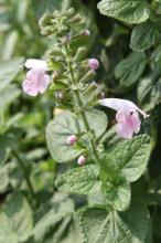 サルビア・コクシネア