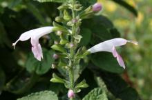 サルビア・コクシネア