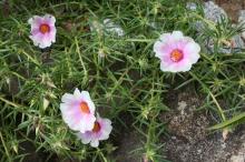 マツバボタン(松葉牡丹)