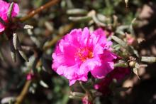 マツバボタン(松葉牡丹)