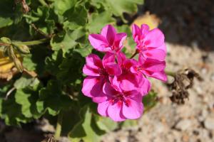 ゼラニウム(ゼラニューム)