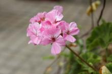 ゼラニウム(ゼラニューム)