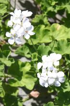 ゼラニウム(ゼラニューム)