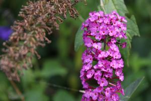 フサフジウツギ(房藤空木)