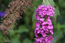 フサフジウツギ(房藤空木)