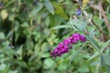 フサフジウツギ(房藤空木)