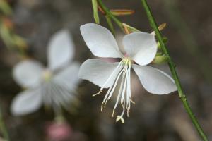 ハクチョウソウ(白蝶草)