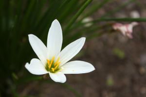 タマスダレ(玉簾)