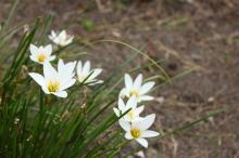 タマスダレ(玉簾)