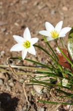 タマスダレ(玉簾)