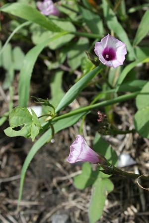 ホシアサガオ(星朝顔)