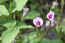 ホシアサガオ(星朝顔)