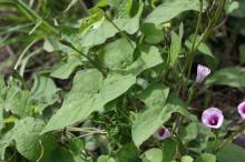 ホシアサガオ(星朝顔)