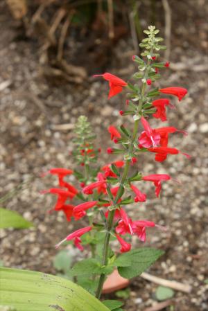 サルビア・コクシネア(赤)