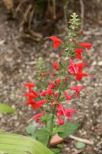 サルビア・コクシネア(赤)